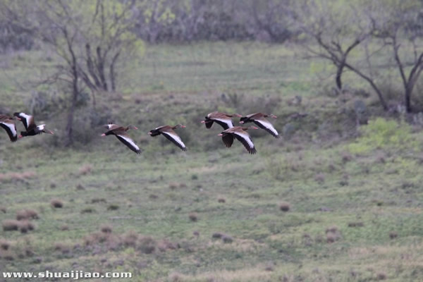 SCSA农场里的小动物们