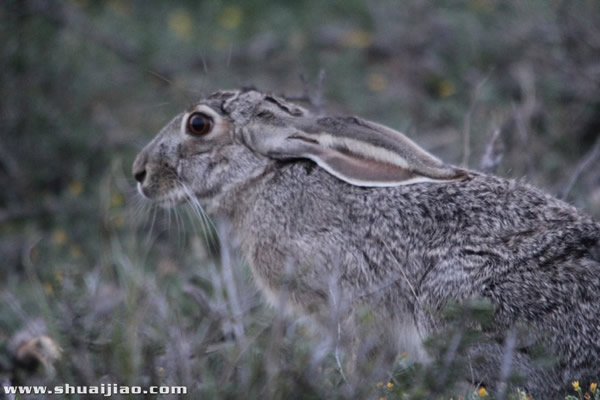 SCSA农场里的小动物们