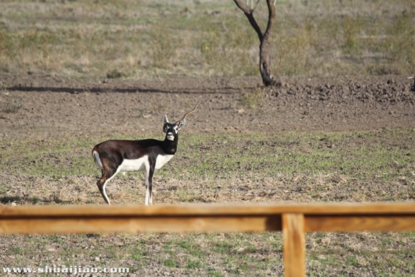 SCSA农场里的小动物们