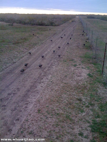 SCSA农场里的小动物们