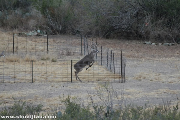 SCSA农场里的小动物们
