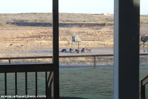 SCSA农场里的小动物们