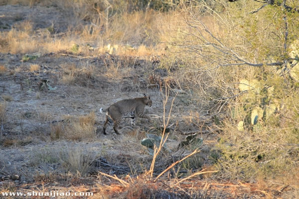SCSA农场里的小动物们