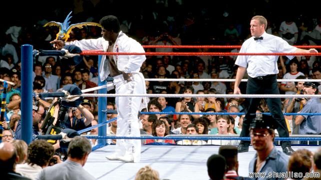 擂台十大野生动物伴侣