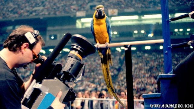 擂台十大野生动物伴侣