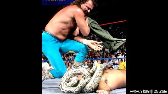 擂台十大野生动物伴侣