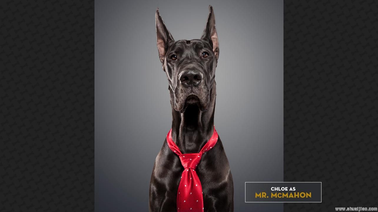 WWE超级巨星“宠物COS秀”