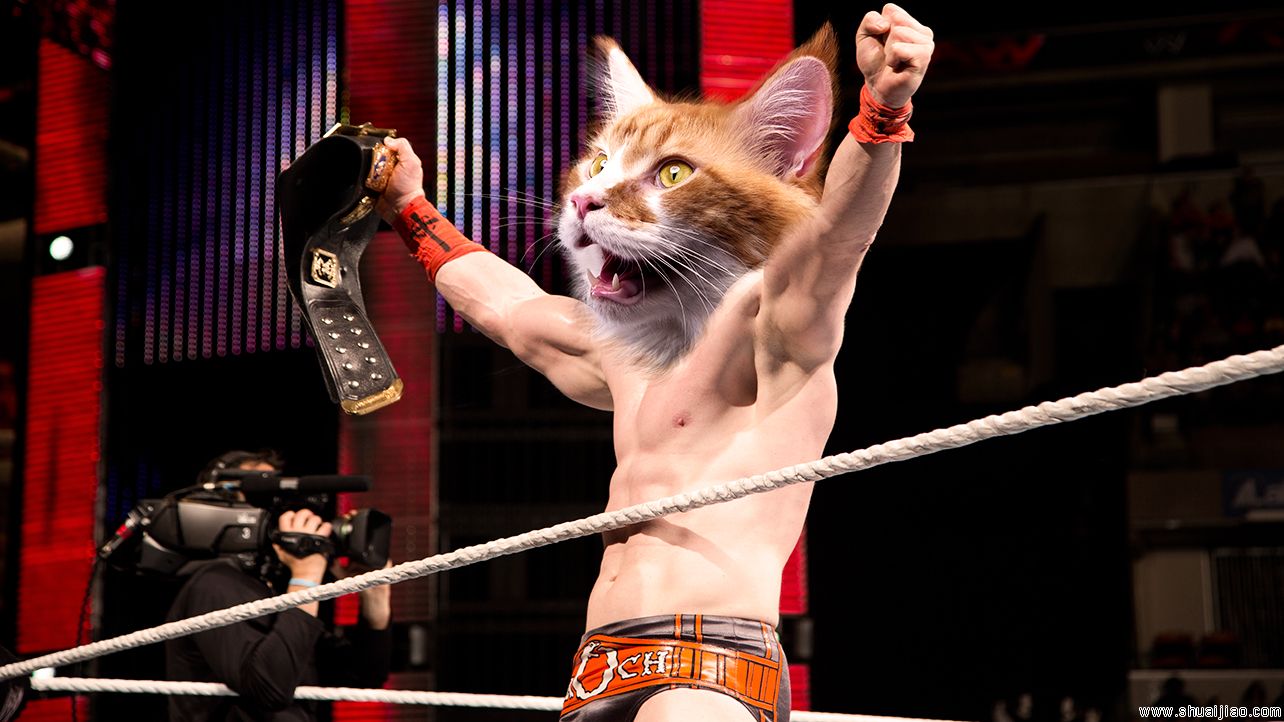 WWE猫头巨星组图