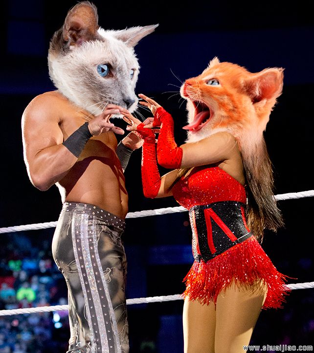 WWE猫头巨星组图
