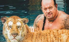 WWE送葬者夫妇与老虎一同戏水，呼吁全球珍爱自然！