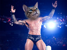 WWE猫头巨星组图